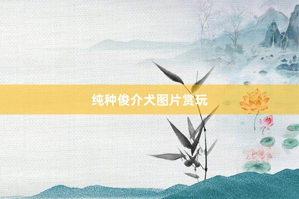 纯种俊介犬图片赏玩